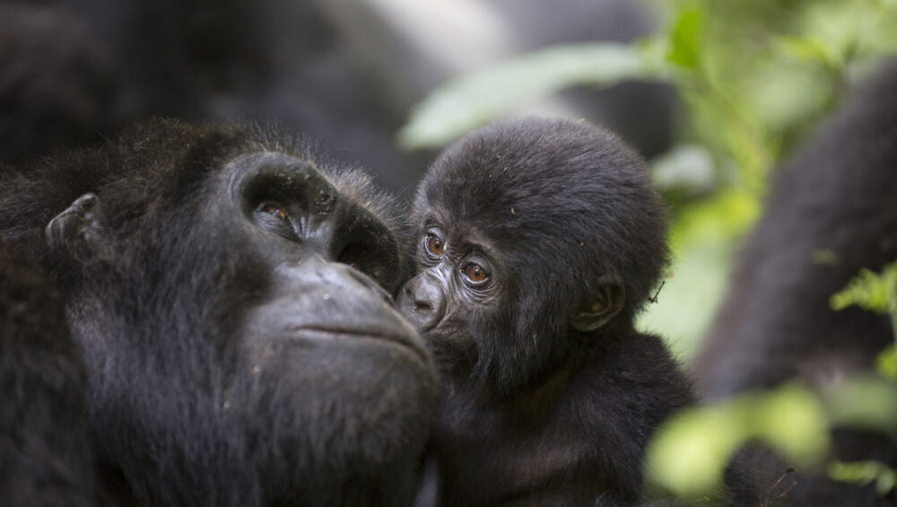 Bwindi Gorilla Trekking with Discovery Journeys. 3-Day Uganda Gorilla Habituation