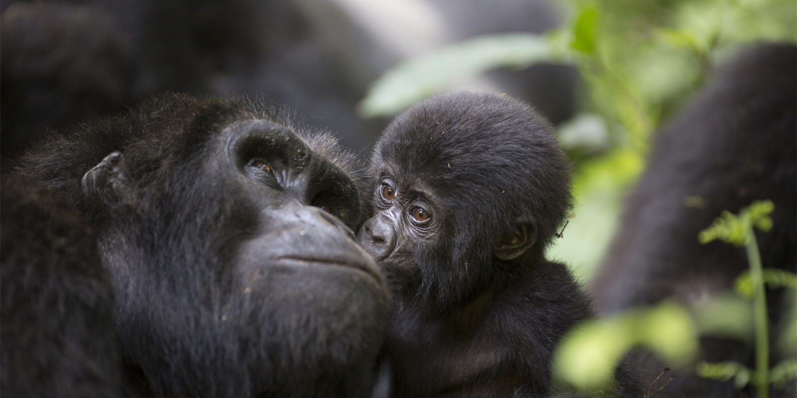 Bwindi Gorilla Trekking with Discovery Journeys. 3-Day Uganda Gorilla Habituation