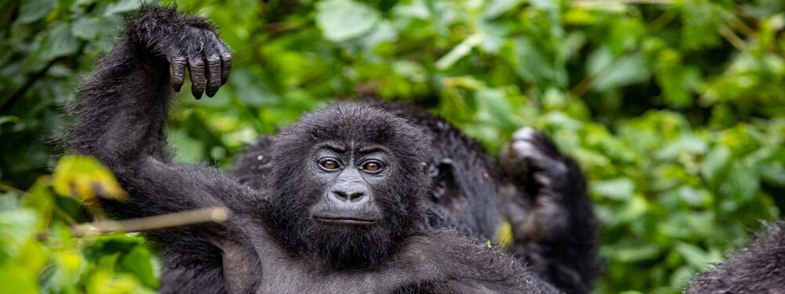 Lowland Gorilla Kahuzi Biega. Discovery Journeys