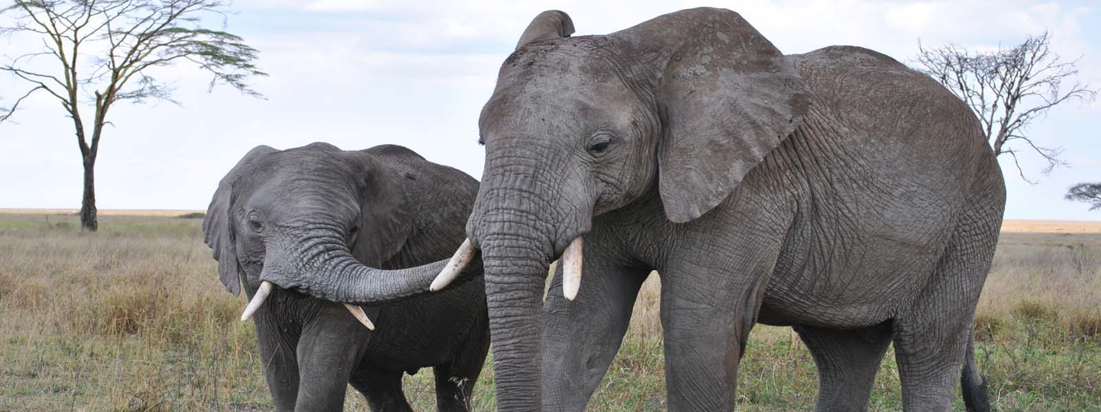 Elephants in Serengeti National Park. 5 Days Tanzania Safari