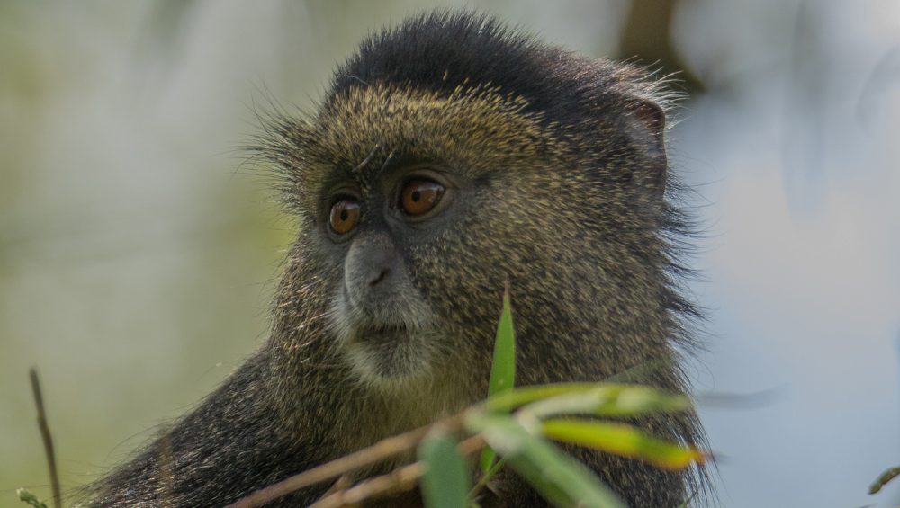 Golden Monkey in Volcanoes national Park. 3 Days Rwanda Discovery Journeys to Rwanda