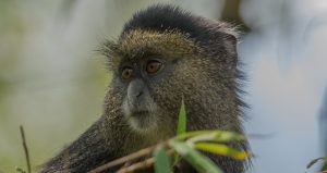 Golden Monkey in Volcanoes national Park. 3 Days Rwanda Discovery Journeys to Rwanda