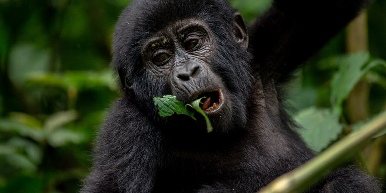 Mountain gorilla in Bwindi. Uganda gorilla habituation and Uganda Gorilla Safaris