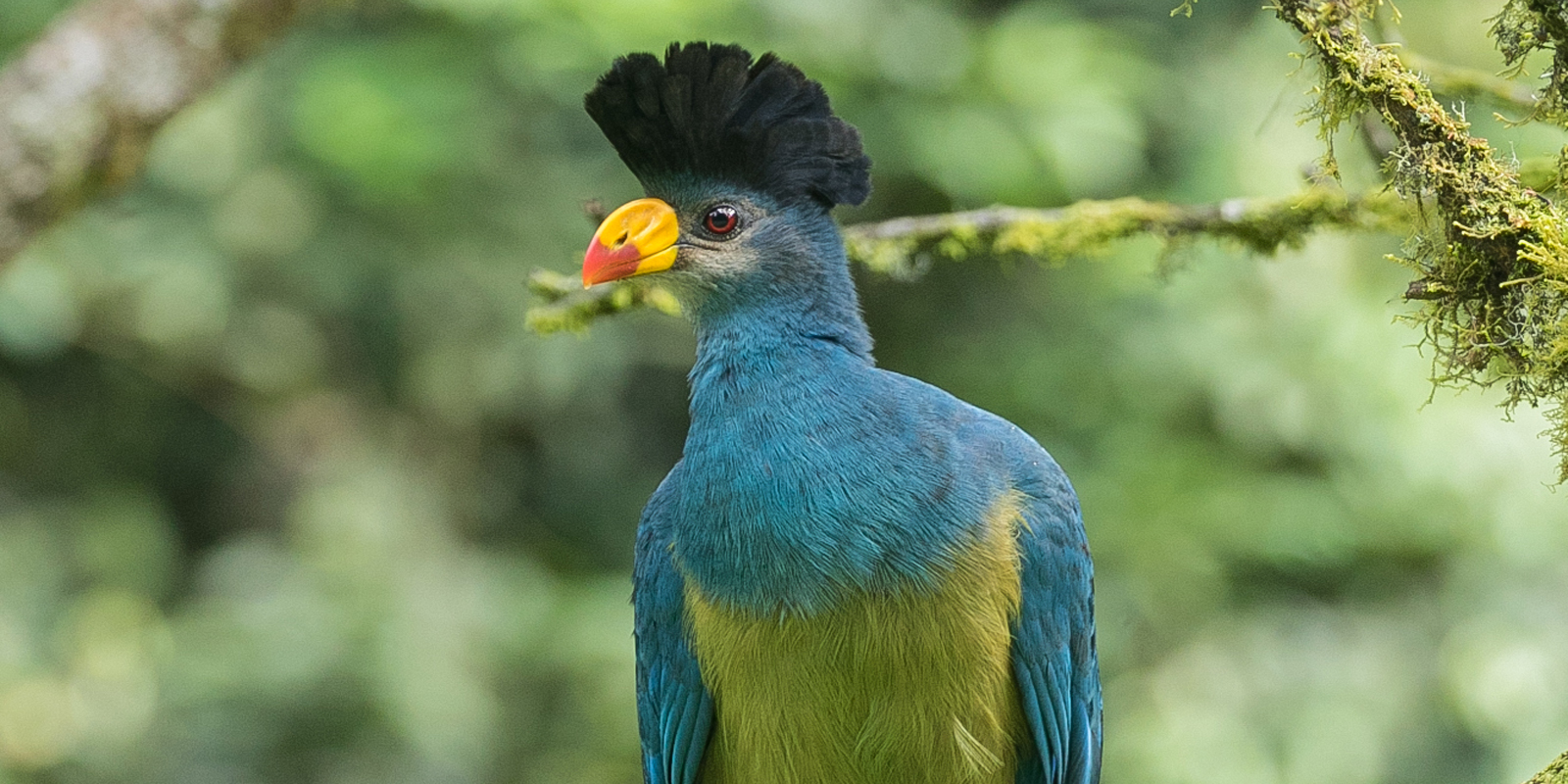 Great Blue Turaco in Nyungwe National Park. 10 Days Rwanda Safari