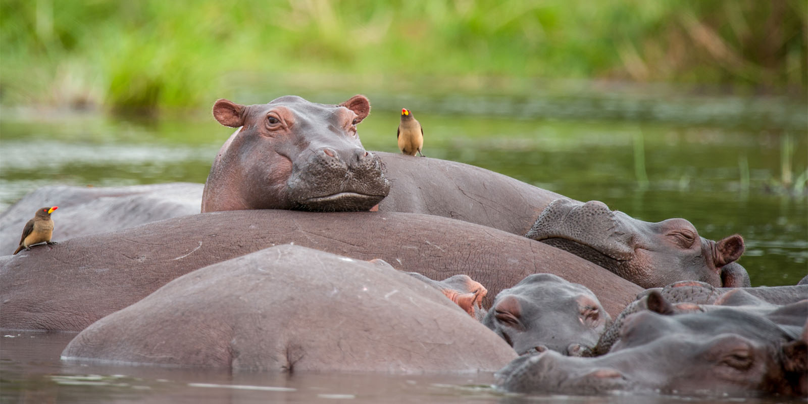 Murchison Falls National Park. 4-Day Murchison Falls Tour