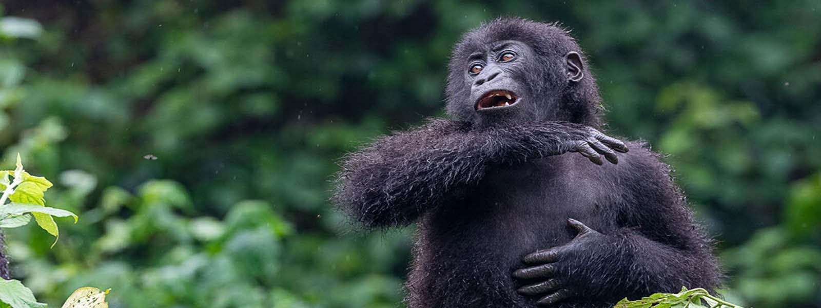 Lowland gorillas in Kahuzi Biega National Park. 3-Day Kahuzi Biega Tour