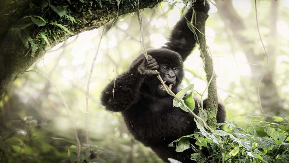 Kahuzi Biega National Park. Eastern Lowland Gorilla adventures