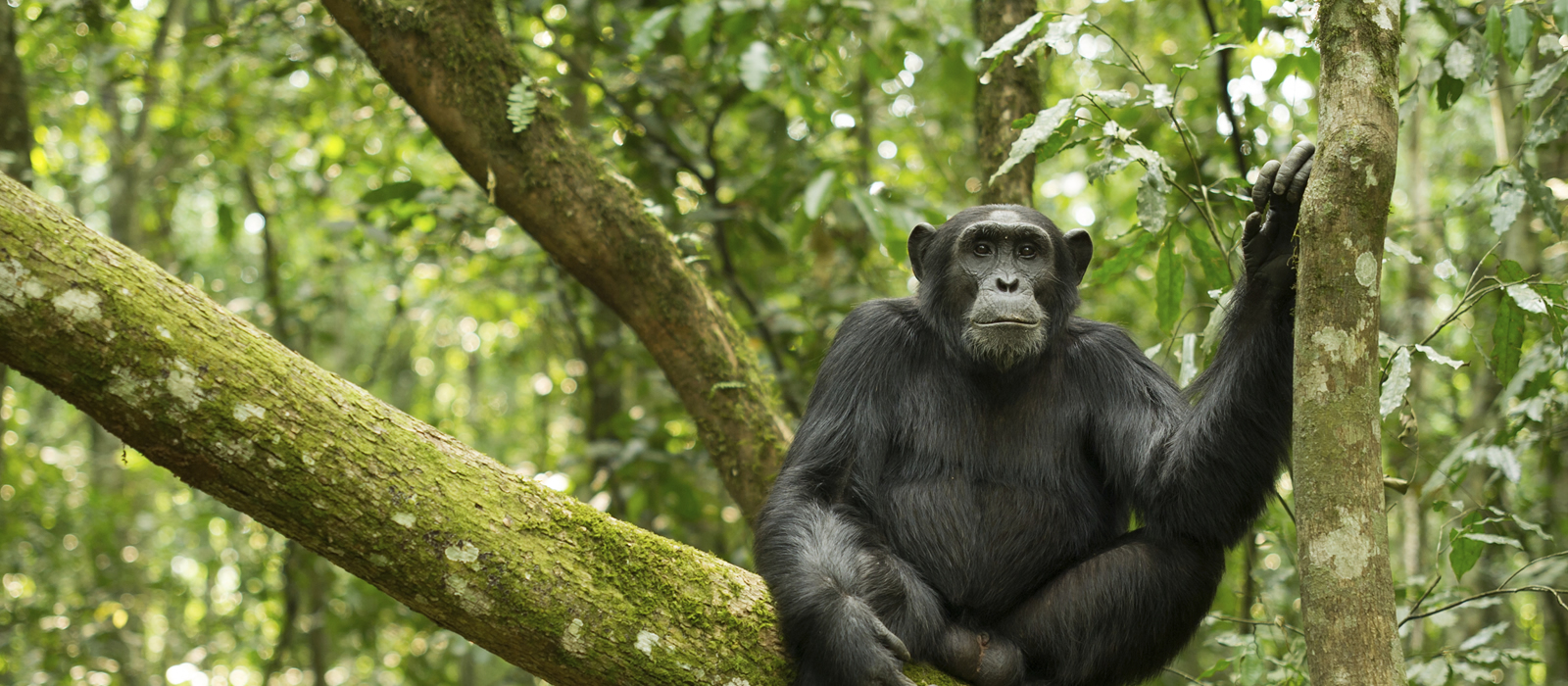 Kibale Forest National Park