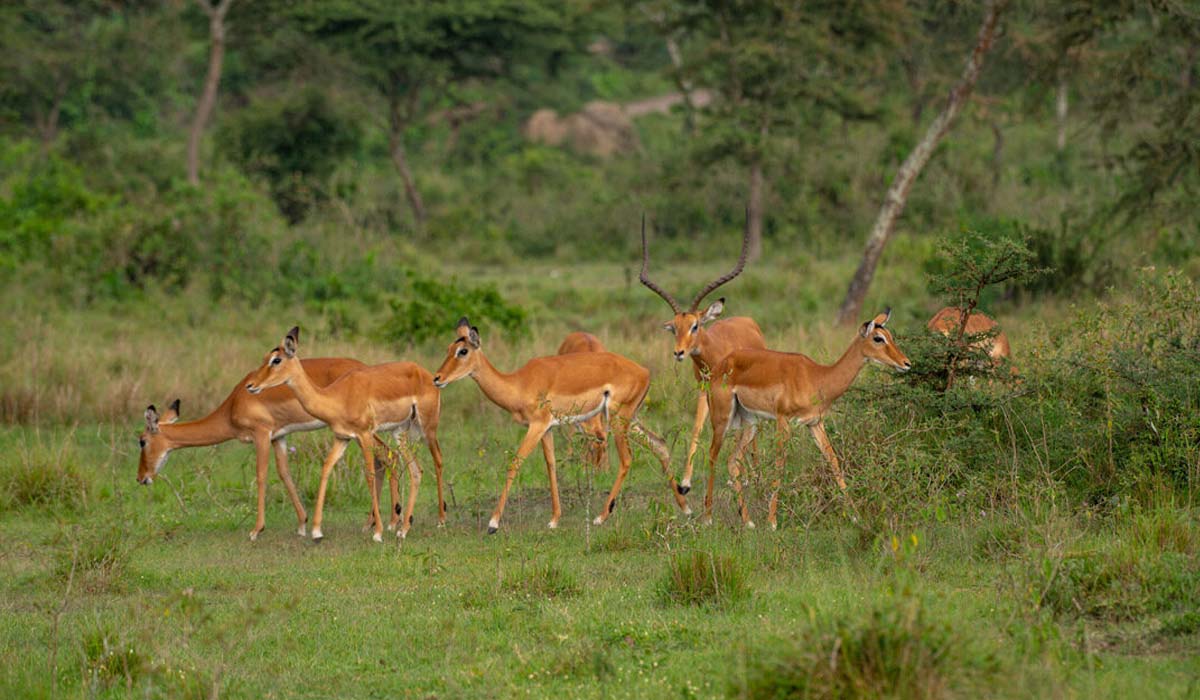 Antelopes in Lake Mburo National Park. Uganda wildlife tours