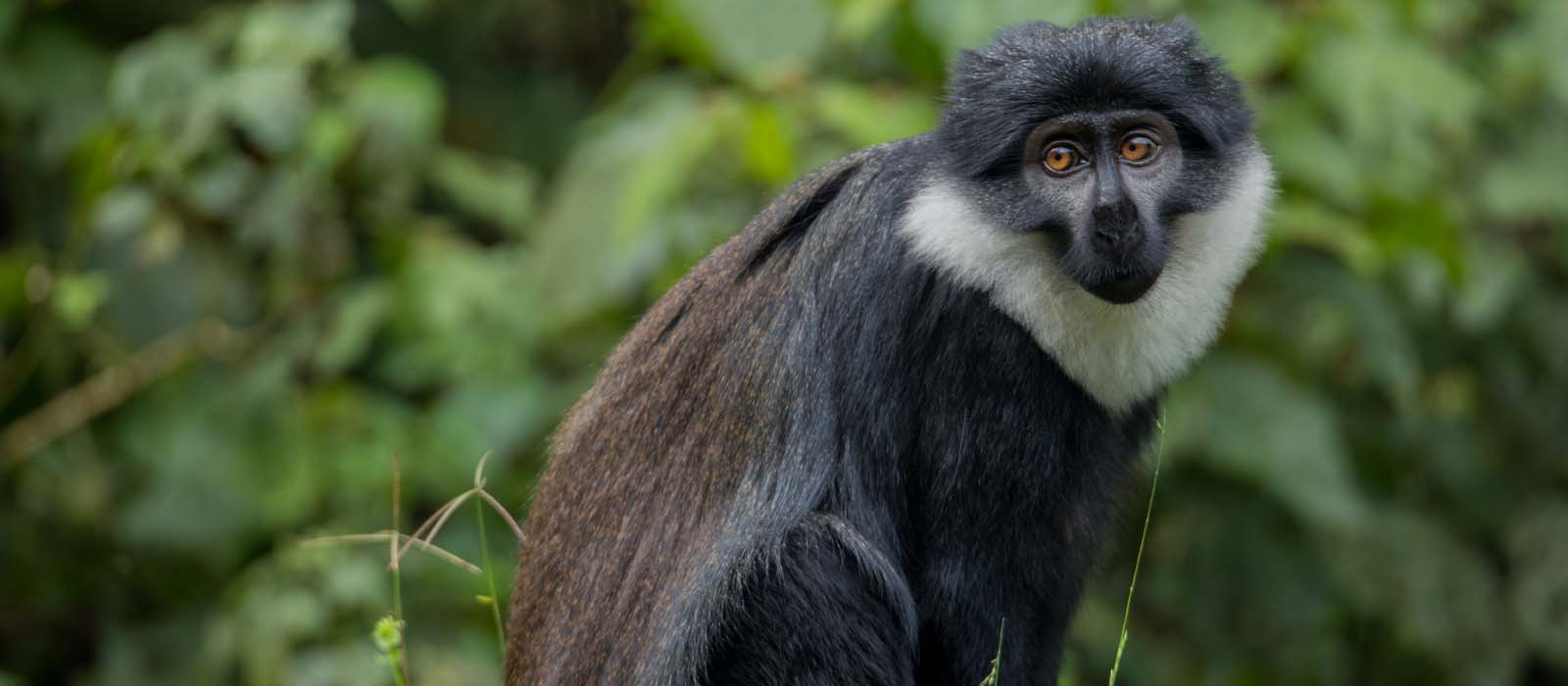 L'hoest Monkey In Nyungwe National Park. Rwanda Wildlife Tours