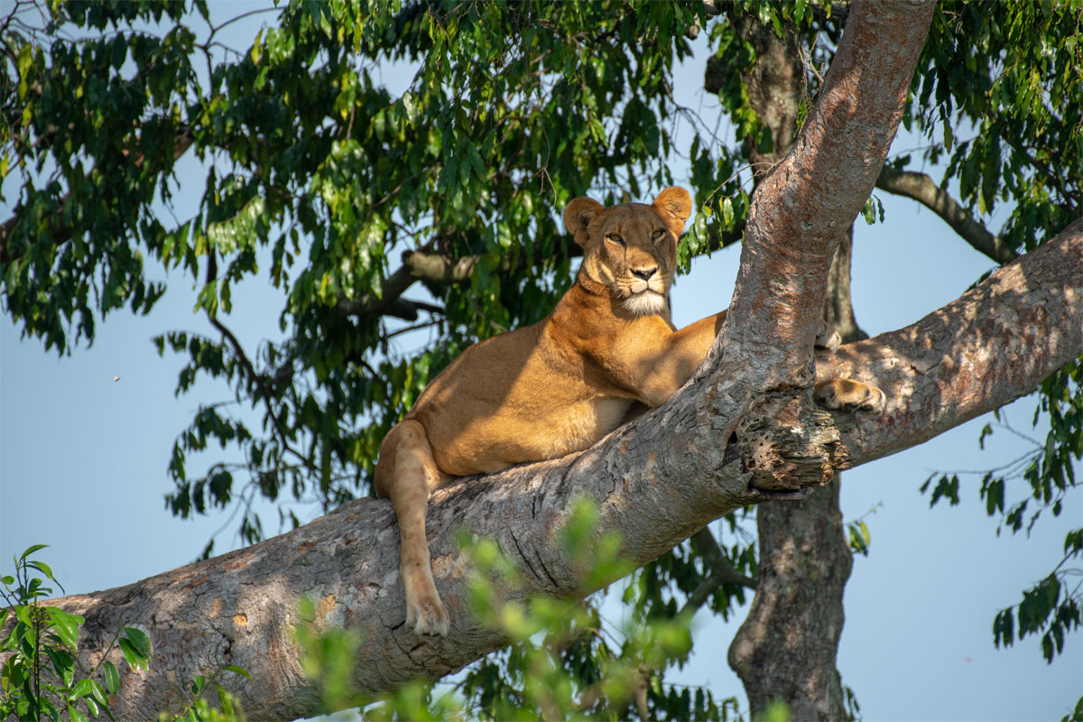 Lion in Queen Elizabeth National Park