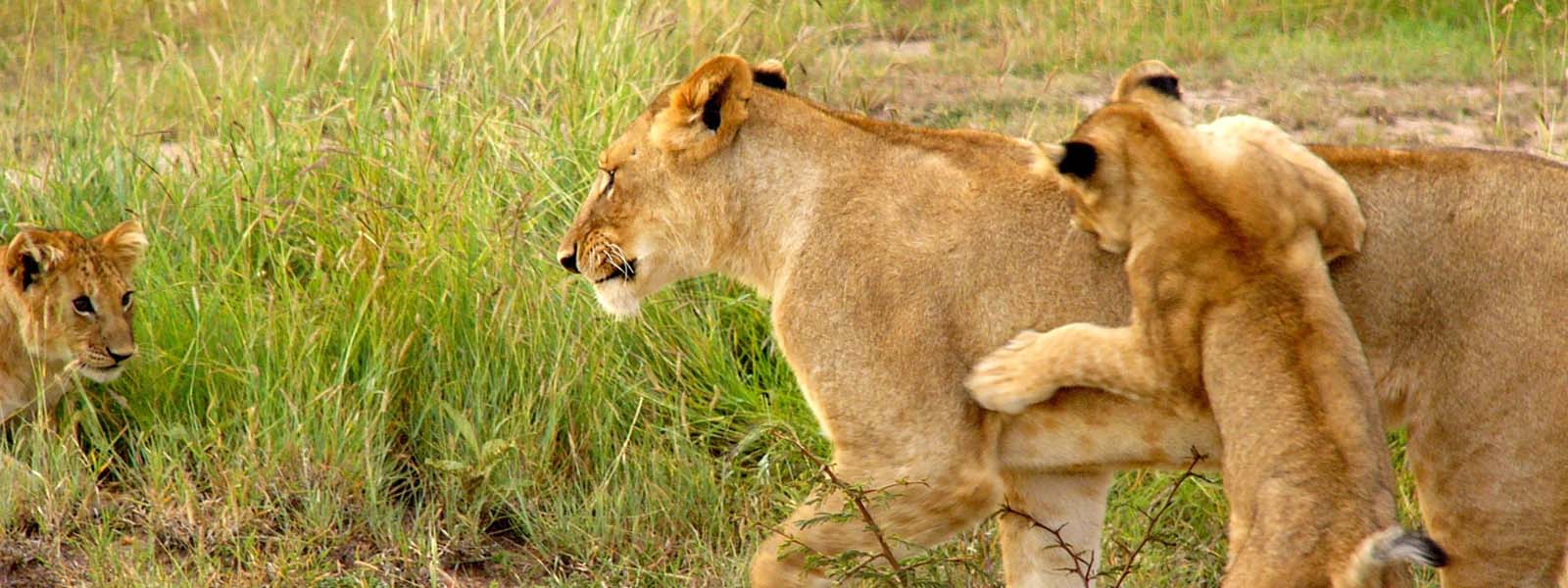 5 Days Tanzania Safari