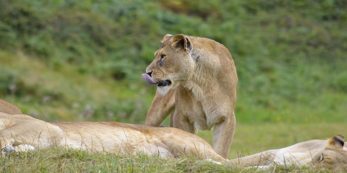 Lions in Serengeti National Park. 7 Days Tanzania Safari