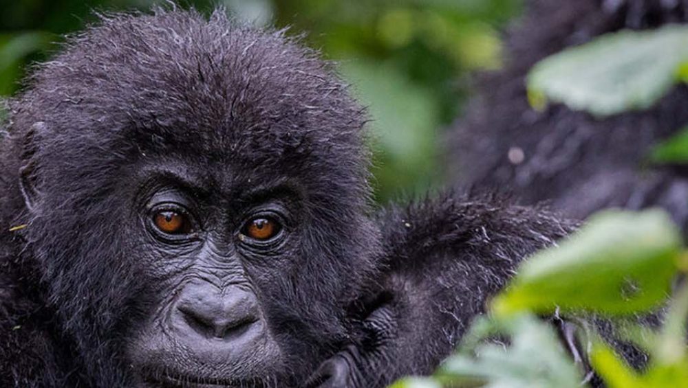 Lowland gorillas in Kahuzi Biega National Park. 3 Days Kahuzi Biega and lowland gorilla tour