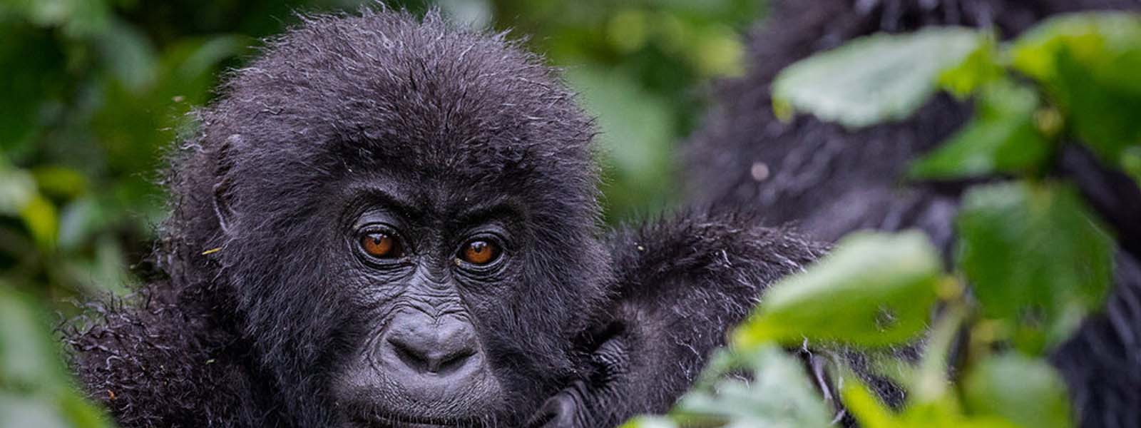 Lowland gorillas in Kahuzi Biega National Park. 3 Days Kahuzi Biega and lowland gorilla tour