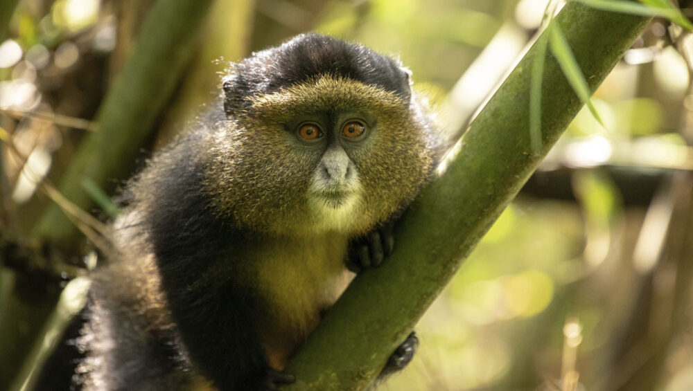 Mgahinga Gorilla National Park