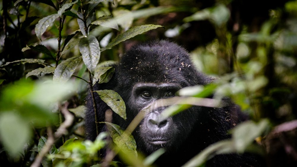 Mountain Gorilla in Bwindi Impenetrable National Park