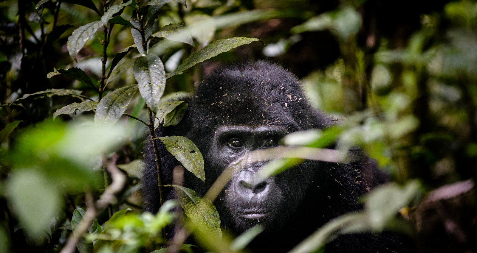 Mountain Gorilla in Bwindi Impenetrable National Park