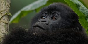 Rwanda Safaris in Volcanoes National Park