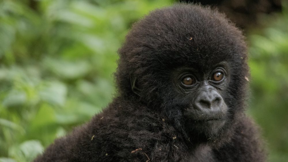 2 Days Rwanda Gorilla Tour. About Discovery Journeys