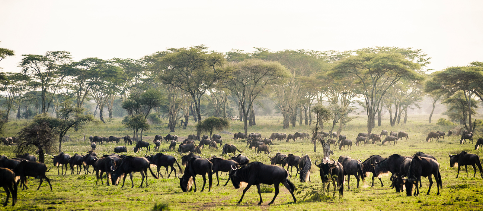 Wildebeest Migration Safari in Serengeti National Park. Wildlife Safari Journeys. 5 Days Tanzania Safari