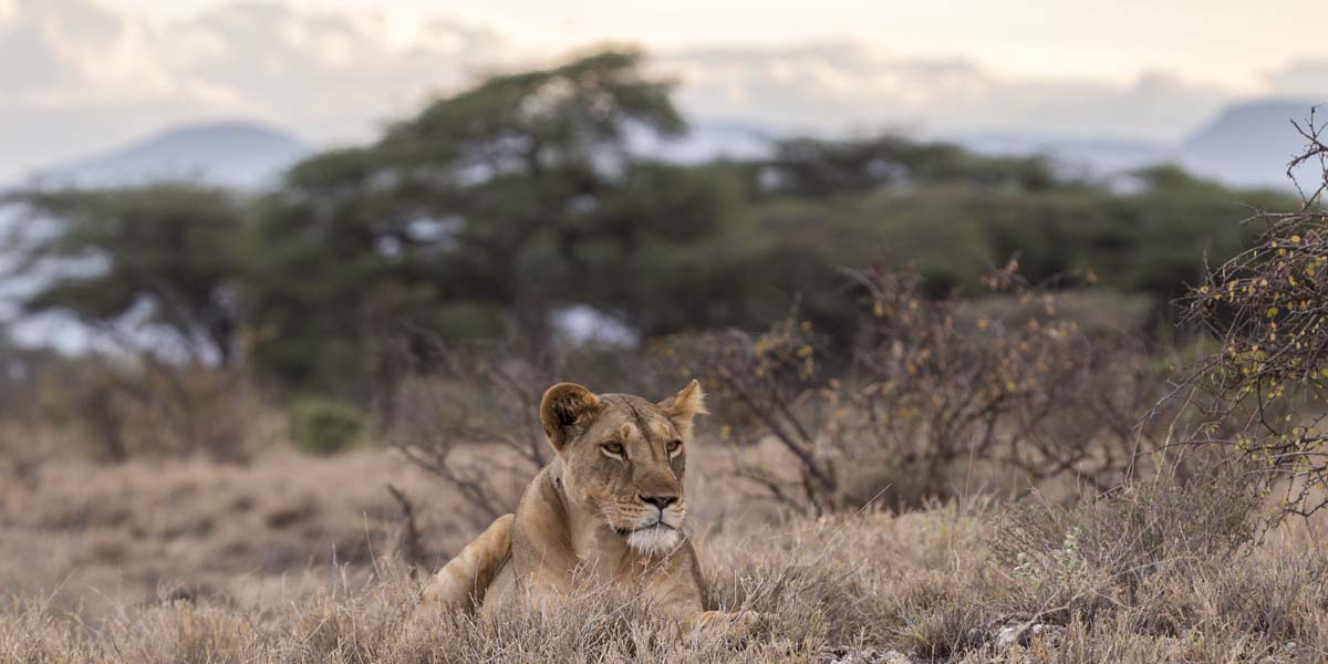 Big cats in Serengeti National Park. 8 Days Serengeti Safari Tours