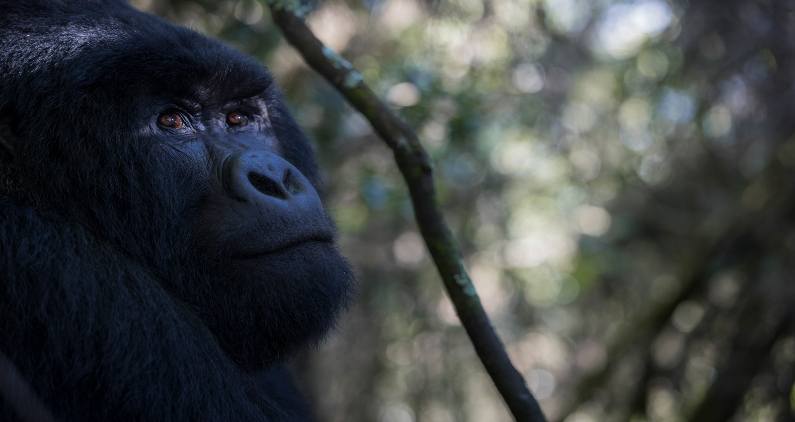 Silverback In Mgahinga Gorilla Park. Mountain Gorilla Trekking Safari Adventures. Discovery Journeys