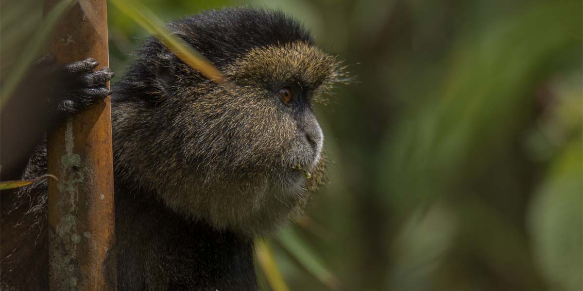 Golden Monkey in Volcanoes National Park. 8-day Rwanda Primates Discovery Journey