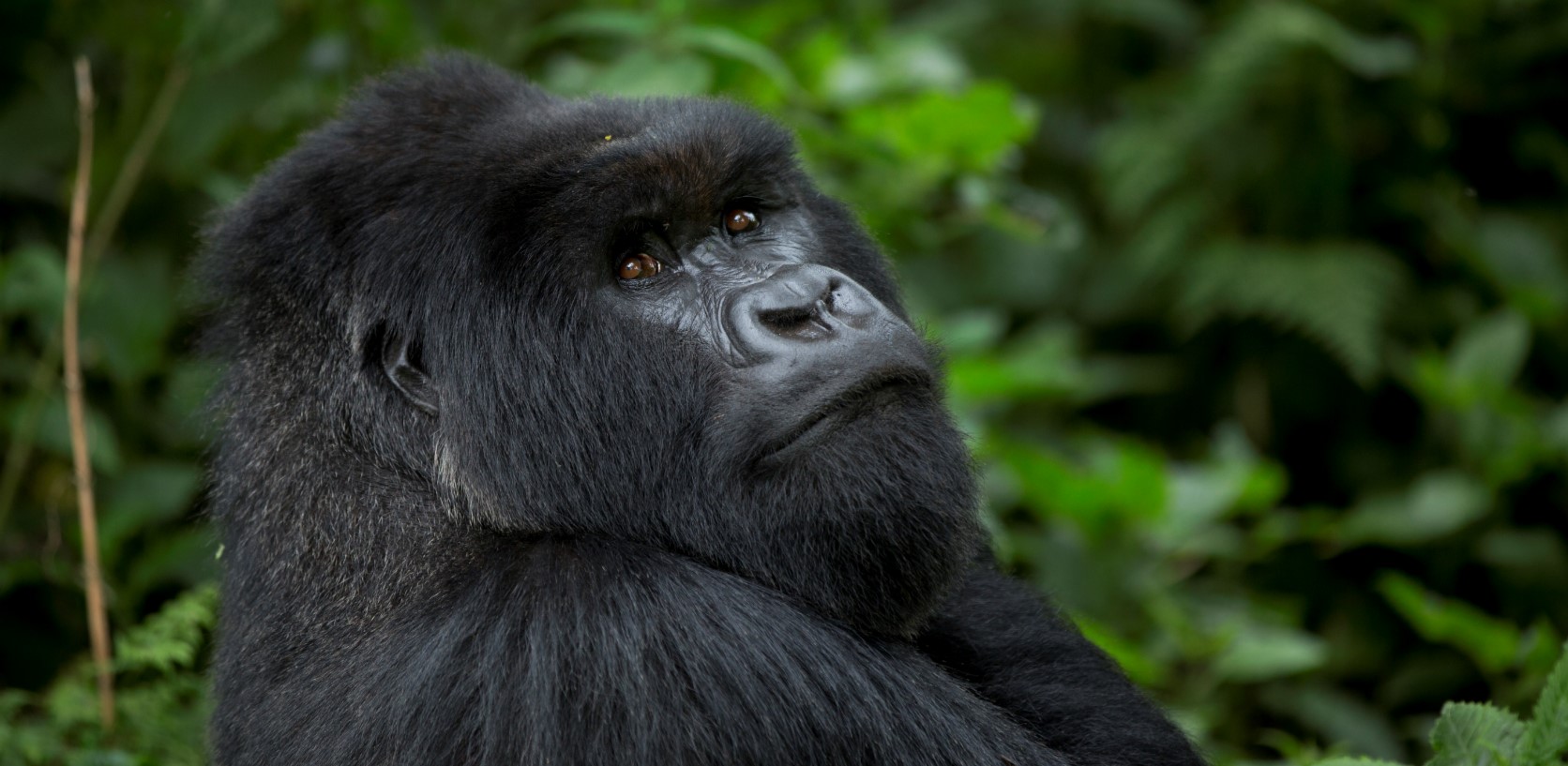 Volcanoes National Park Rwanda and Congo. 6-Day Rwanda Gorilla and Wildlife Safari