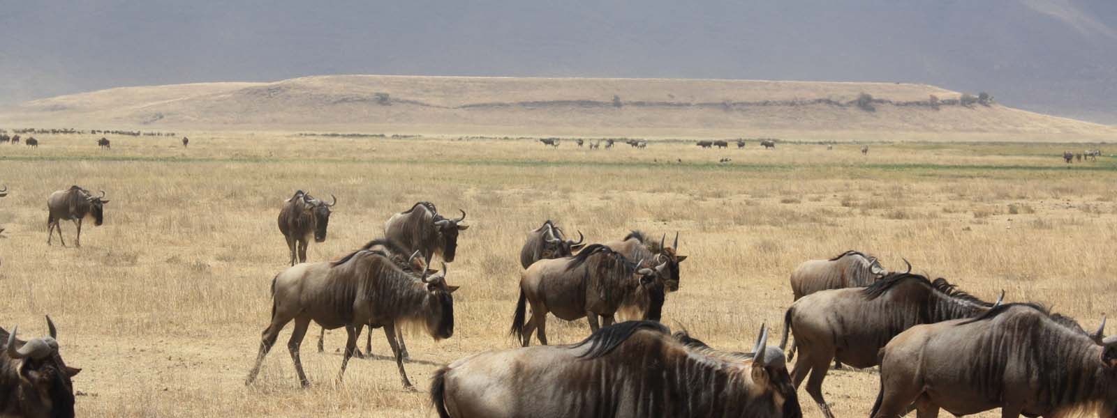 Wildebeest in the Ngorongoro Crater. 5 Days Tanzania Safari