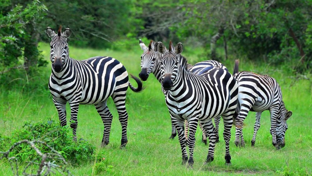 Zebras in Lake Mburo National Park. Uganda wildlife Tours