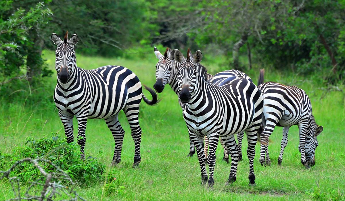 Zebras in Lake Mburo National Park. Uganda wildlife Tours