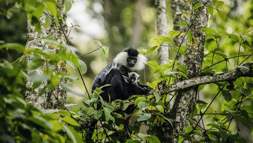 Nyungwe forest, one of the oldest rain forests in East and central Africa