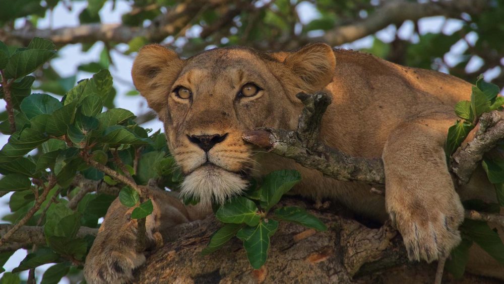 8-day Rwanda Uganda Safari