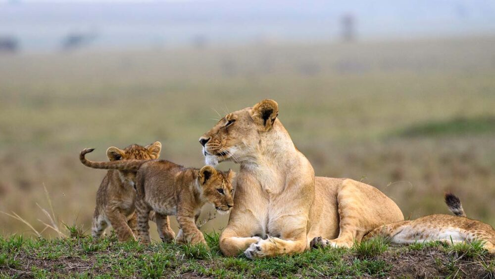 10-day Kenya safari in Masai Mara. Discovery Journeys