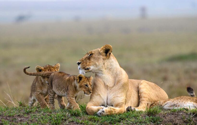 10-Day Kenya Safari