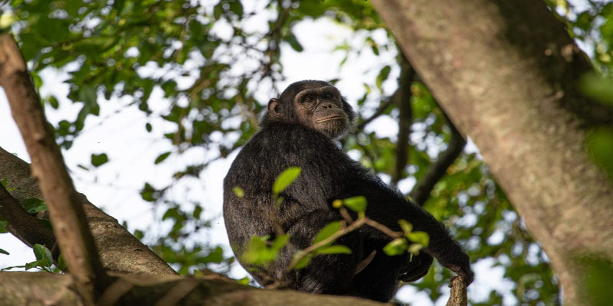 Chimpanzee in Virunga National Park. 6 Days Virunga Classic. Discovery Journeys