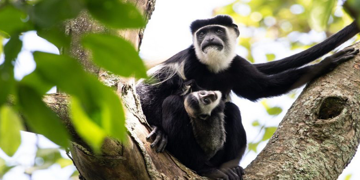 Colobus Monkeys at Virunga National Park. 5-Day Great Apes and Virunga adventure. Discovery Journeys