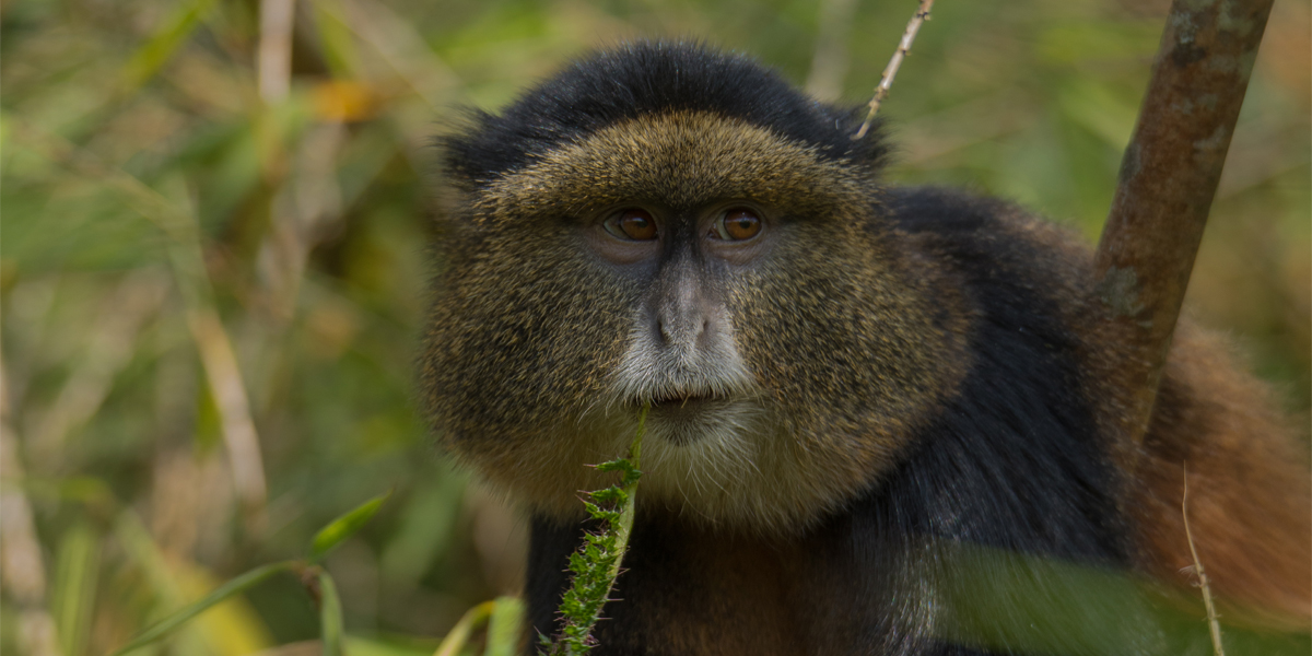 Golden Monkey in Volcanoes National Park Rwanda. 8-Day Rwanda Uganda Safari