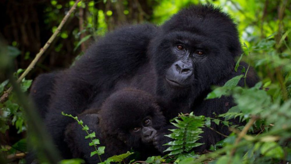 Mountain gorillas in Virunga National Park. Congo Gorilla Trekking Adventures. Discovery Journeys