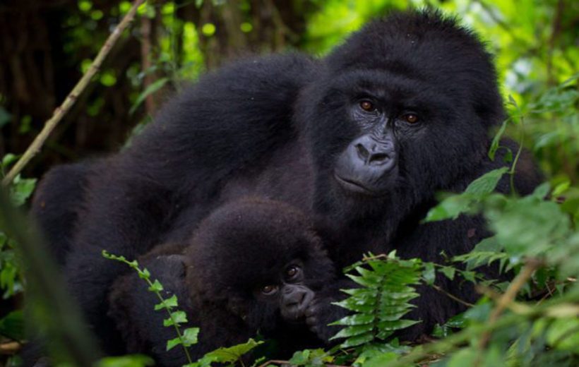 3 Day Virunga Gorilla Trekking Adventure