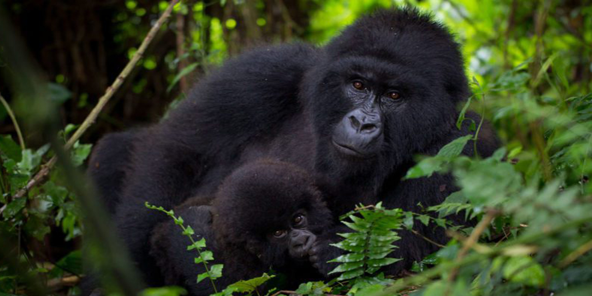 Mountain gorillas in Virunga National Park. Congo Gorilla Trekking Adventures. Discovery Journeys