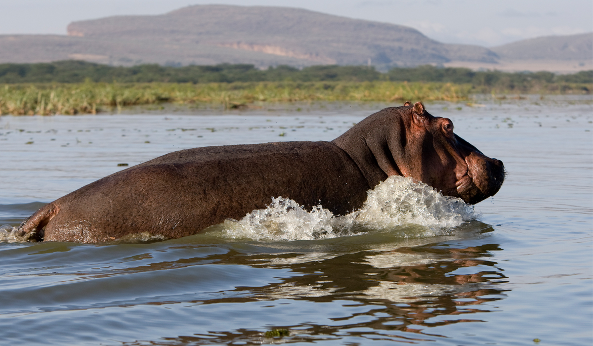 Hippo on Lake Naivasha, Discovery Journeys 5 Days Kenya Safari