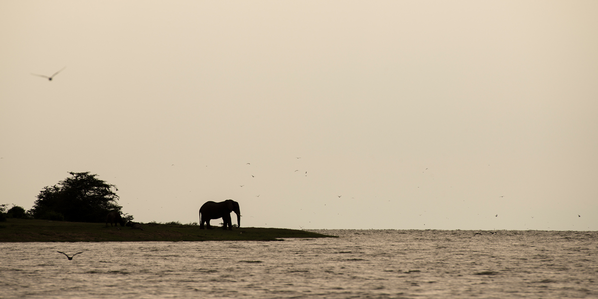 Elephant along the Kazinga Channel. 8 Days Rwanda Uganda Safari. Discovery Journeys