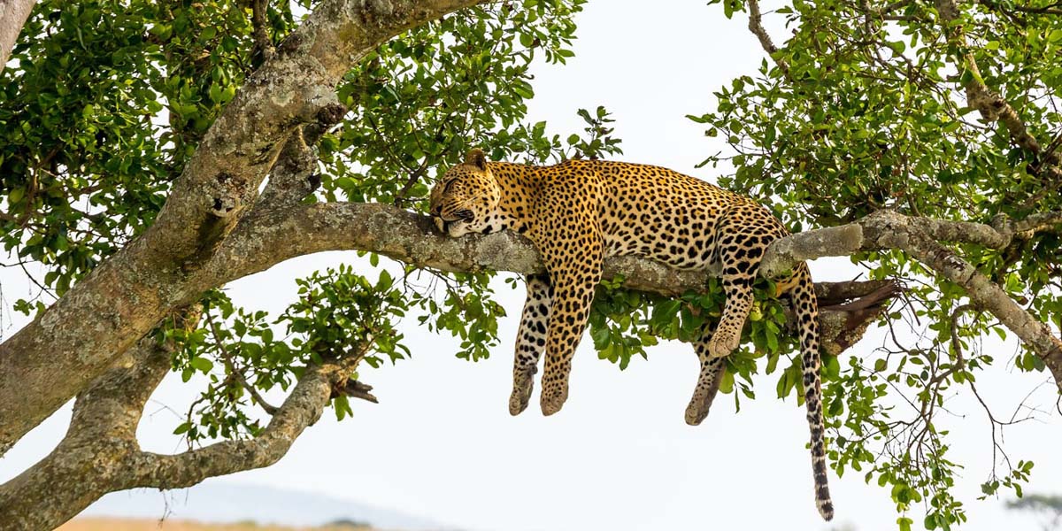 Leopard in Masai Mara