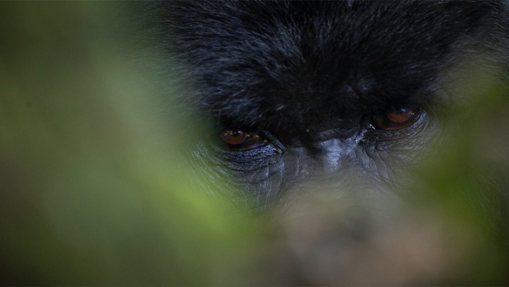 Silverback Gorilla in Mgahinga. 4 Days Mgahinga Gorilla Tour. Discovery Journeys