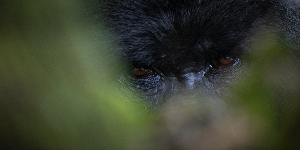 Silverback Gorilla in Mgahinga. 4 Days Mgahinga Gorilla Tour. Discovery Journeys
