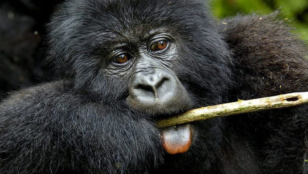 Mountain Gorilla Trekking in Virunga National Park. 6-Day Virunga Classic. Discovery Journeys