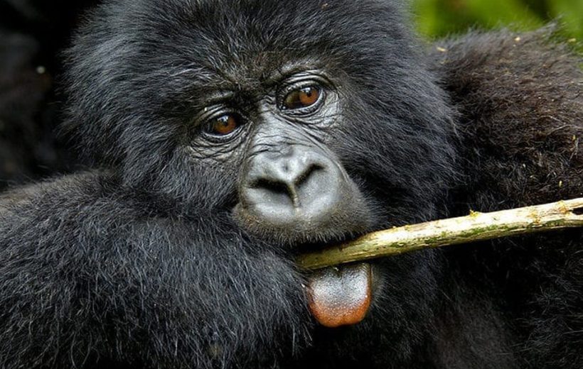 6-Day Virunga Classic Safari