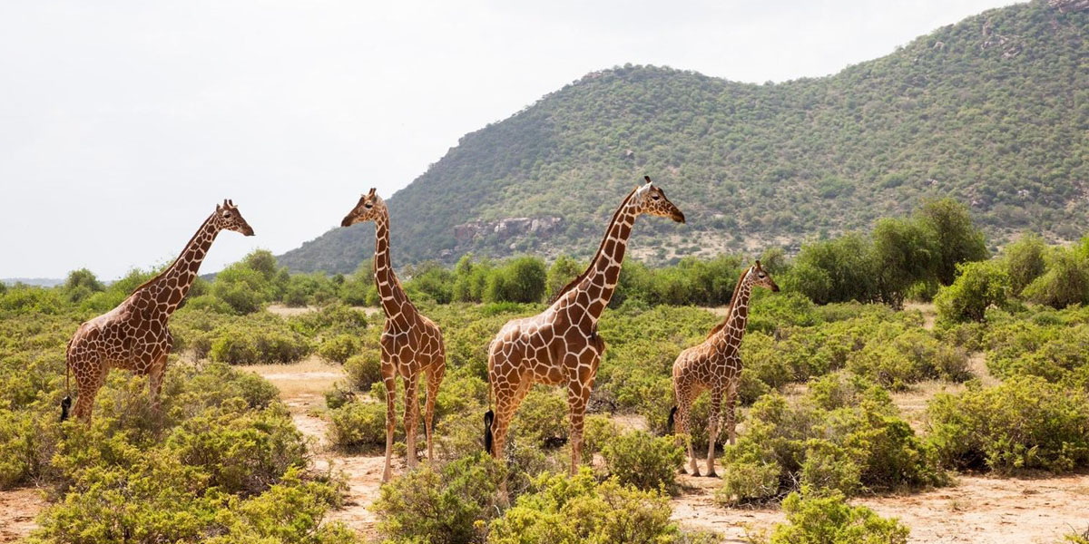 Samburu National Reserve Game drive. Discovery Journeys